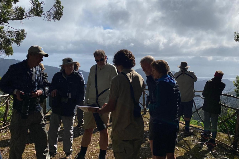 Madeira: Birdwatching - The Endemics