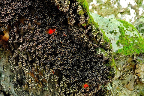 Rhodes: Butterfly Valley and Seven Springs Small Group Trip