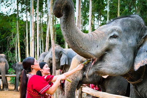 Phuket : Experience feeding and bathing elephants