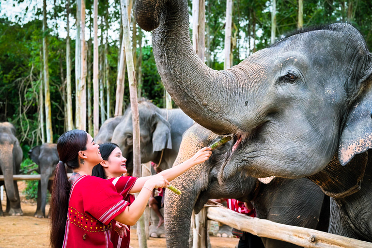 Phuket : Experience feeding and bathing elephants