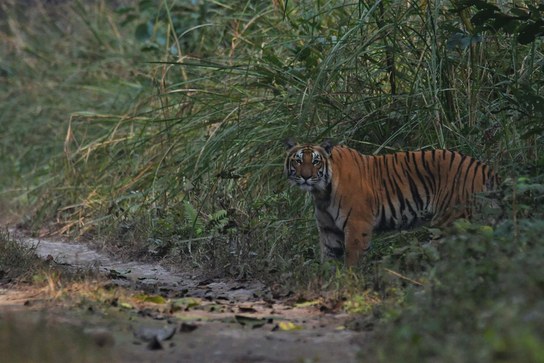 Chitwan National Park: Tower Night Stay from Kathmandu