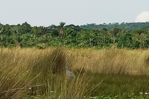 From Kampala: Mabamba Swamp Birding Half-Day Tour From Kampala: Mabamba Swamp Birding Day Tour