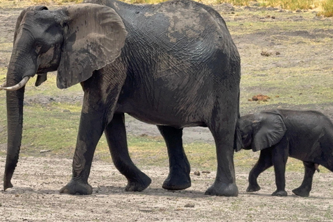 Chobe Overnight Trip (nocna przejażdżka, spacer po wiosce, kemping)