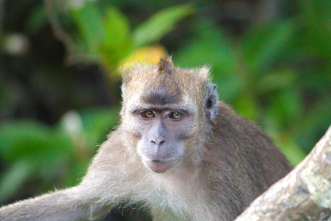 Semporna: Mangrove Cruise, Fireflies, Dinner & Transfer