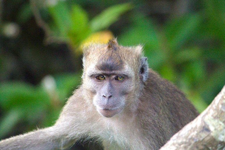 Semporna: Mangrove Cruise, Fireflies, Dinner & Transfer