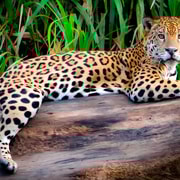 Depuis Cusco : 4 jours d'excursion au lac Sandoval de Puerto Maldonado