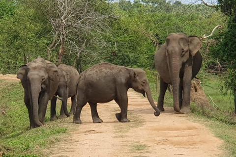 De Mirissa/ Galle/ Hikkaduwa - Udawalawe Safari 4*4 TourCircuit tout compris (payez maintenant pour la voiture, la Jeep et les billets)