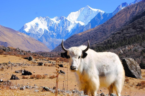Short & Stunning: 5-Day Langtang Valley Trek from Pokhara