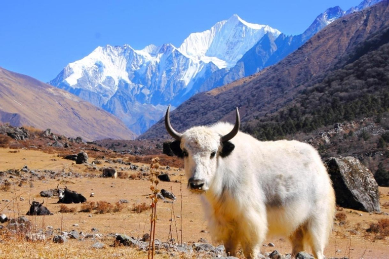 Short & Stunning: 5-Day Langtang Valley Trek from Pokhara