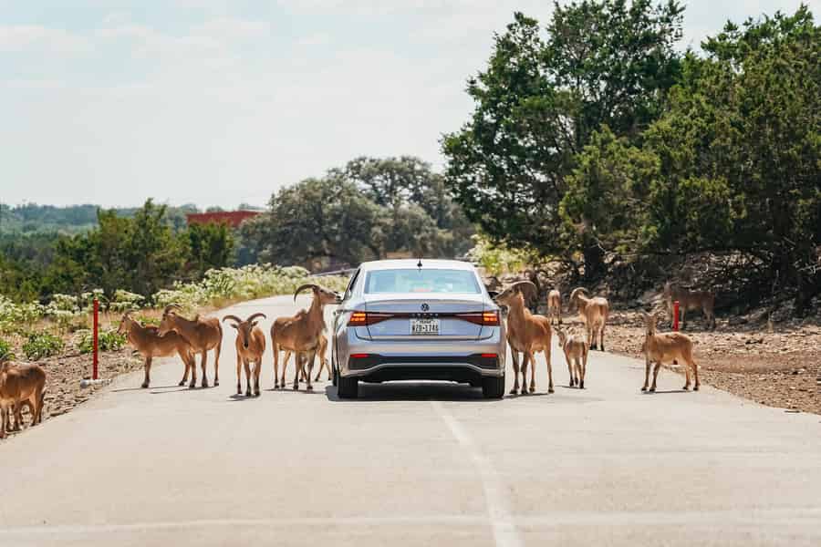 Natural Bridge Wildlife Ranch: Selbstgeführte Safari-Drive-Thru. Foto: GetYourGuide