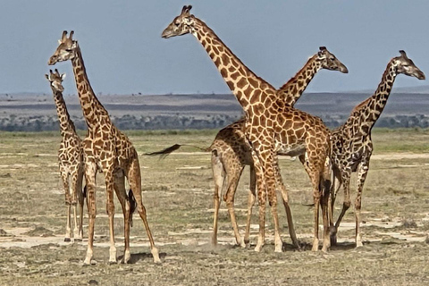 Nairobi: 4 Days epic trip to Amboseli, Tsavo West & East