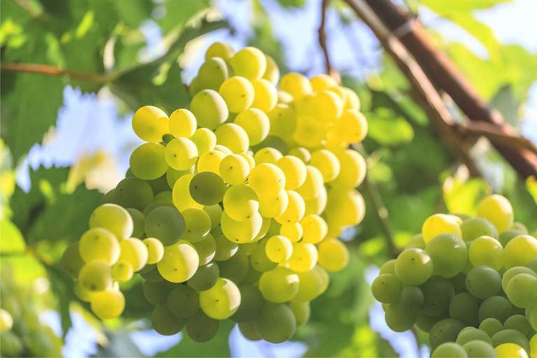 Private Experience | Zakynthos Winetasting Tour | 2 hours