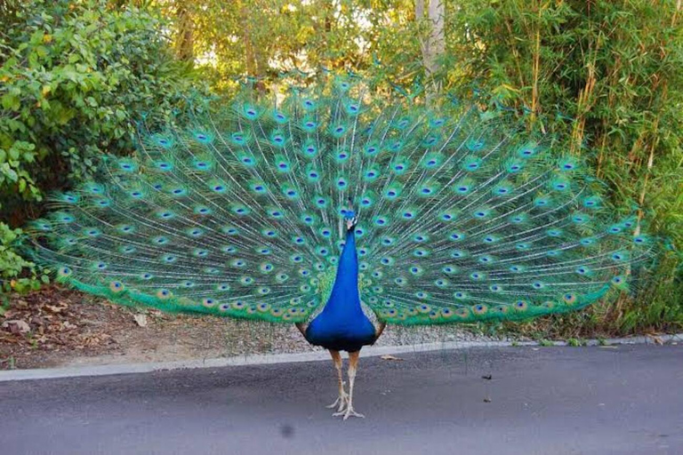From Kampala: Entebbe Zoo, Reptile Village, & Gardens Tour