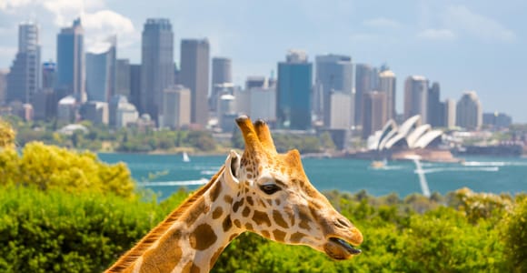 Sydney: Taronga Zoo Entry & Return Ferry from Circular Quay