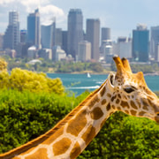 Sydney: Taronga Zoo Entry & Return Ferry from Circular Quay