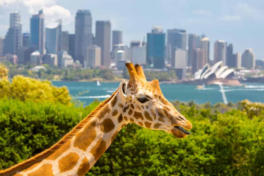Sydney: Eintritt in den Taronga Zoo und Rückfahrt mit der Fähre vom Circular Quay. Foto: GetYourGuide