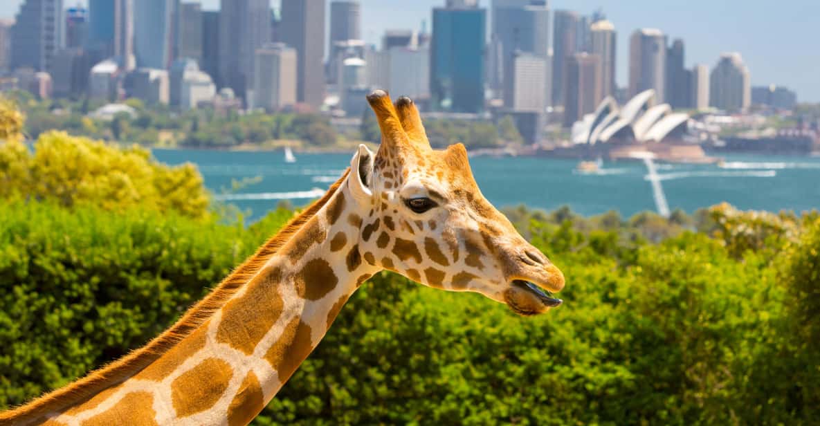 Taronga Zoo Entry & Return Ferry from Circular Quay — a boat tour from Sydney, Australia