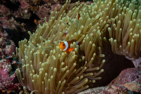 Gili Islands: Discover Scuba Diving Experience