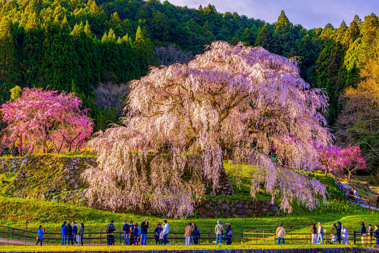 Nara Cherry Blossom Highlights Spring Day Tour from Osaka Shared Tour, Meet at Tsurutontan Soemoncho