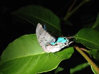 Tourguero, Turtle Nest Night Tour - Housity