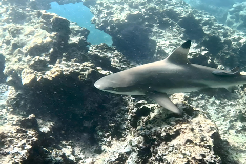Phi Phi Islands: Shark Snorkeling Phi Phi Islands: PRIVATE VIP Shark Snorkeling - 4h