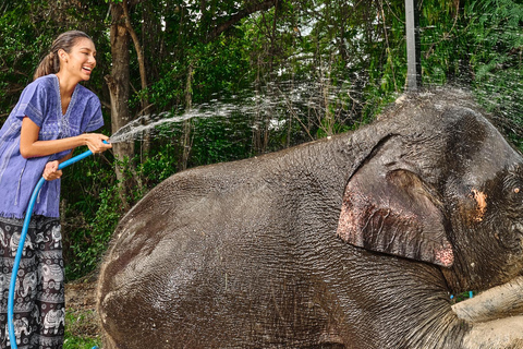 Bangkok Elephant Park: Meio dia de cuidados com elefantesHD Elephant Care com serviço de busca no hotel e traslado de ida e volta (particular)