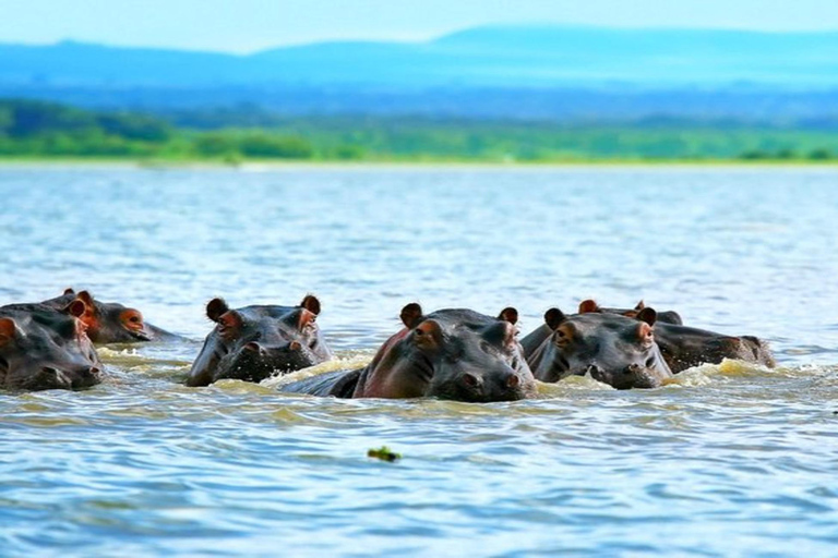 Z Nairobi: 6-dniowe Amboseli, jezioro Naivasha i Masai Mara ...