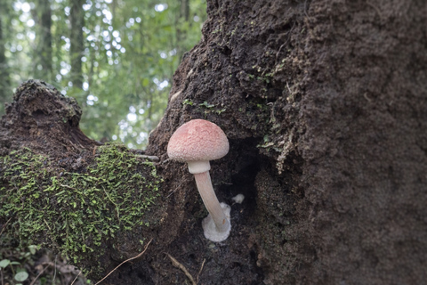 Monteverde: Roots of the Future Walk at Finca Lantana