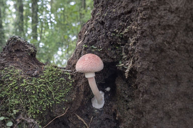 Monteverde: Roots of the Future Walk at Finca Lantana