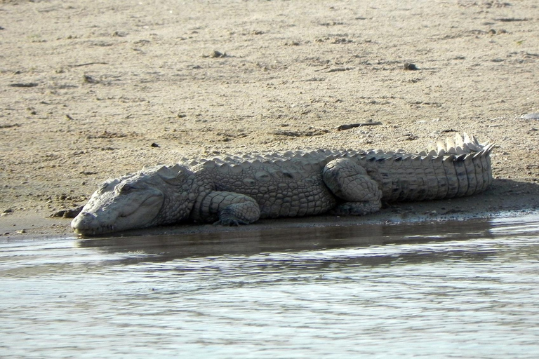 From Agra: Day Trip to Chambal River Safari with Lunch