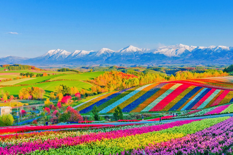 Furano & Biei Lavender & Wheat Fields Tour from Sapporo Sapporo TV Tower Departure (Without Lunch)