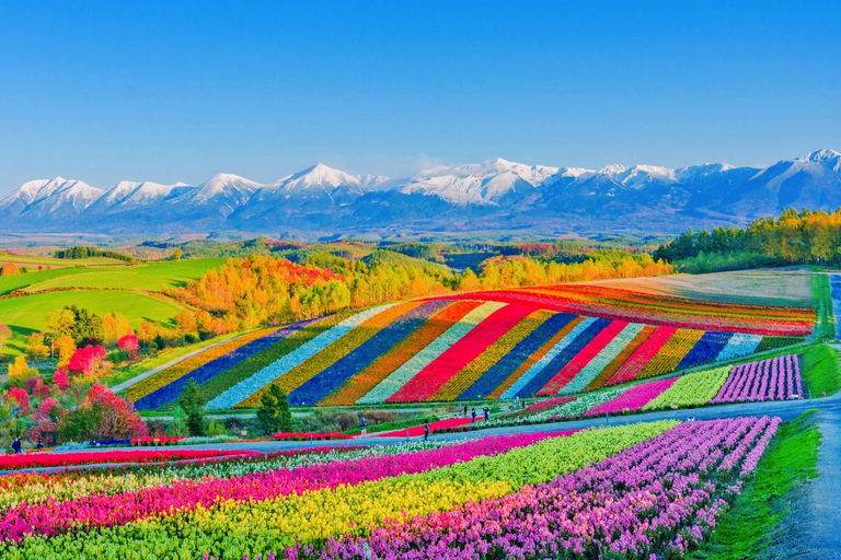 Furano & Biei Lavender & Wheat Fields Tour from Sapporo Sapporo TV Tower Departure (Without Lunch)