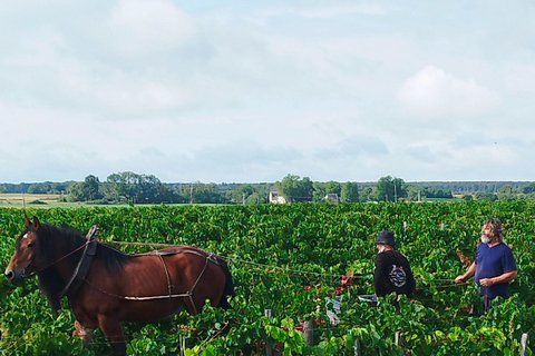 Royal Loire E-bike day: Amboise, Chenonceau & Wine Tasting
