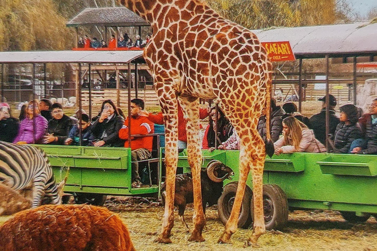 Santiago : visite du parc safari