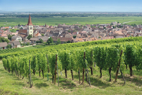 Discover the Alsace Vineyards around Colmar Decode the Vignoble d'Alsace in Orschwihr