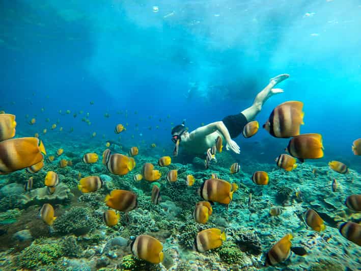 Nusa Penida Snorkelling Tour at Manta, Gamat & Crystal Bay GetYourGuide