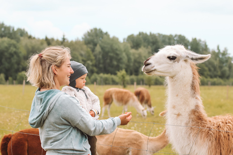 From Tallinn: Alpakafarm Guided Tour with Transfer