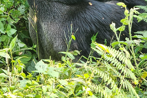 Bwindi Inpenetrable NP: 3-Day Gorilla Trekking Trip-