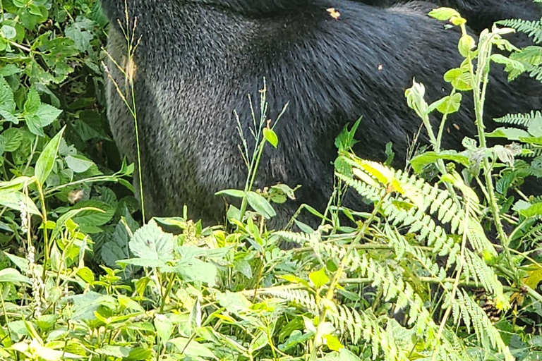 Bwindi Inpenetrable NP: 3-Day Gorilla Trekking Trip-