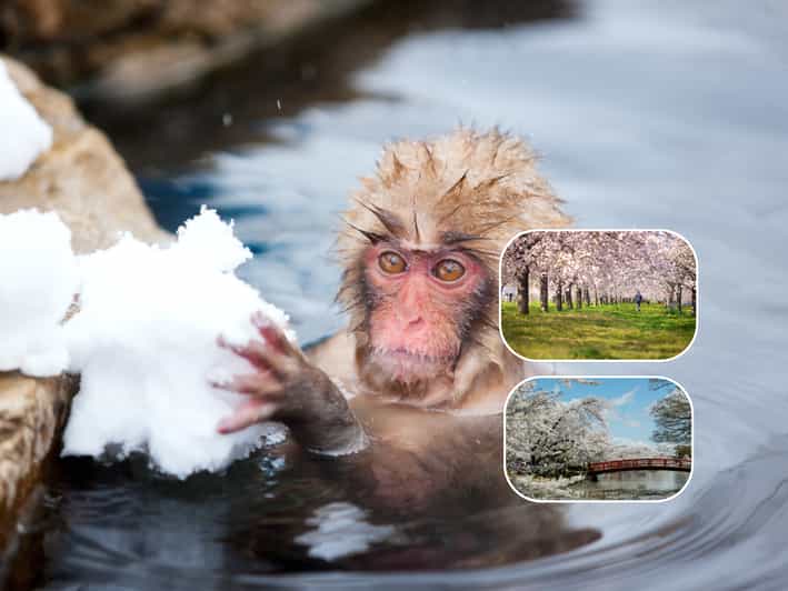 Nagano Spring: Snow Monkeys, Togakushi or Kamikochi & Sakura