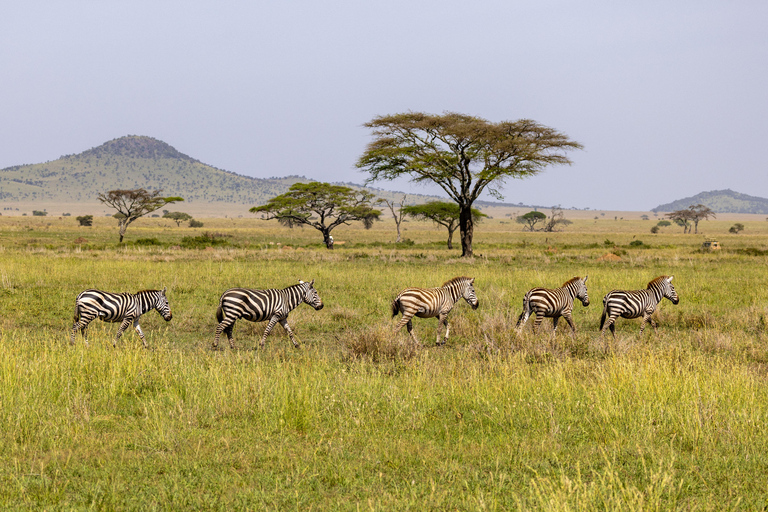 Arusha: 3-Day Serengeti & Ngorongoro Wondaful Safari 3-Day Serengeti & Ngorongoro with Balloon Experience