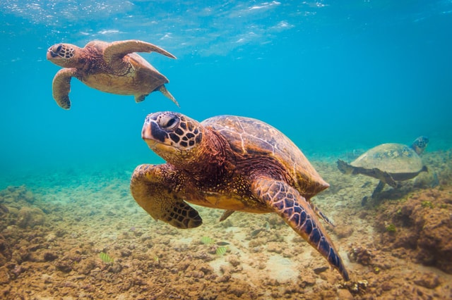 Maui: Reef Snorkeling Tour Directly from the Beach