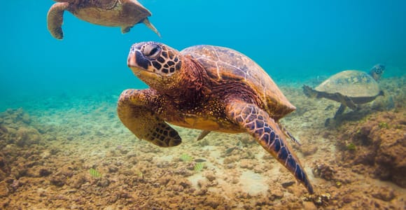 Maui Beach / Shoreline Snorkel