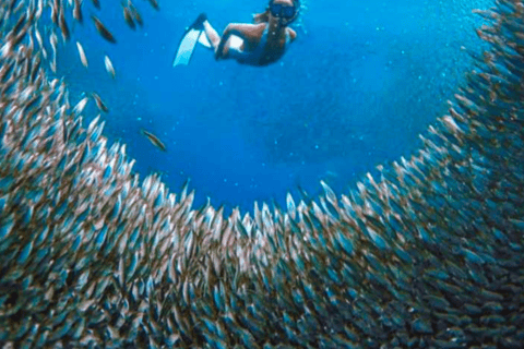 Cebu: Oslob Whale Shark, Sumilon, ruiny, kościół Simala