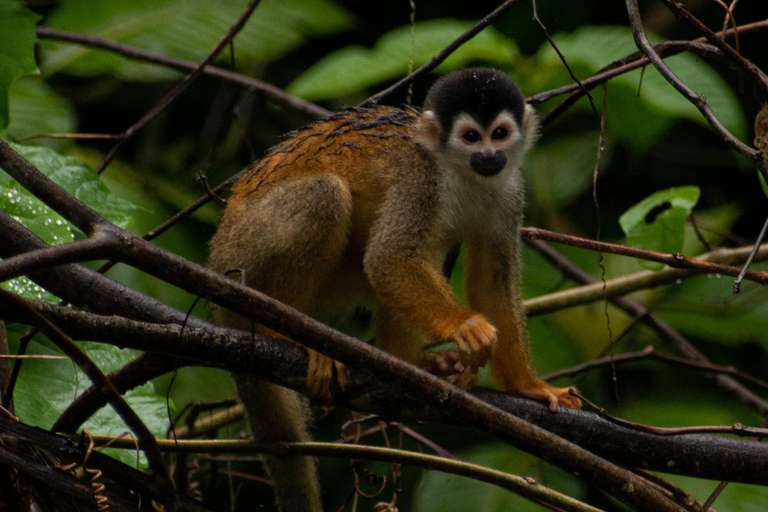 Sierpe : Caminata en Corcovado N. P.