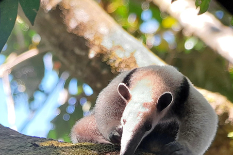 Manuel Antonio National Park Tour.