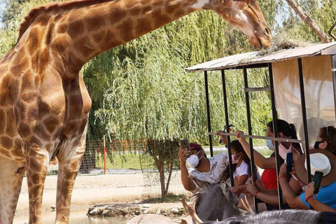 Santiago, Parque Safari