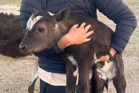 Nomad Family Home Stay in Arkhangai Province