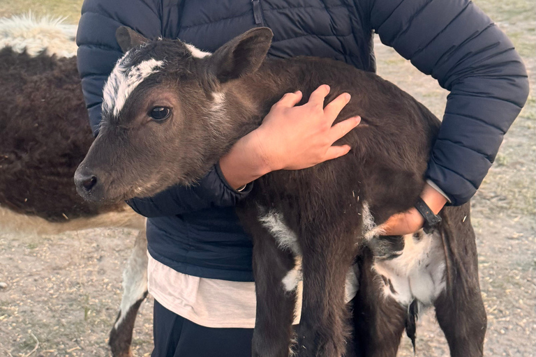 Nomad Family Home Stay in Arkhangai Province
