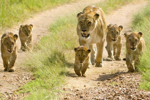 Zanzibar: Mikumi National Park Safari with Flight